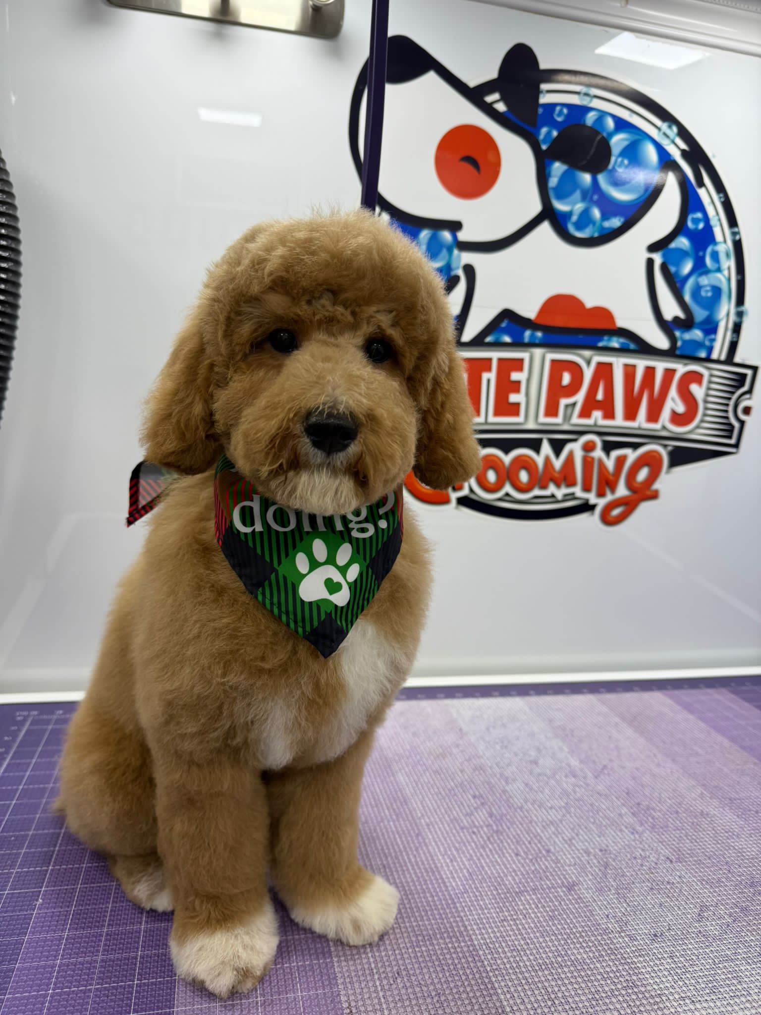 Mascota feliz después de su aseo