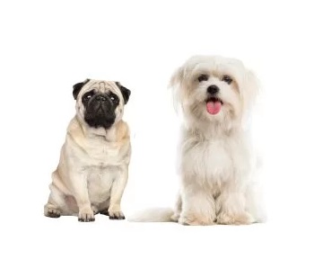 Small Dogs